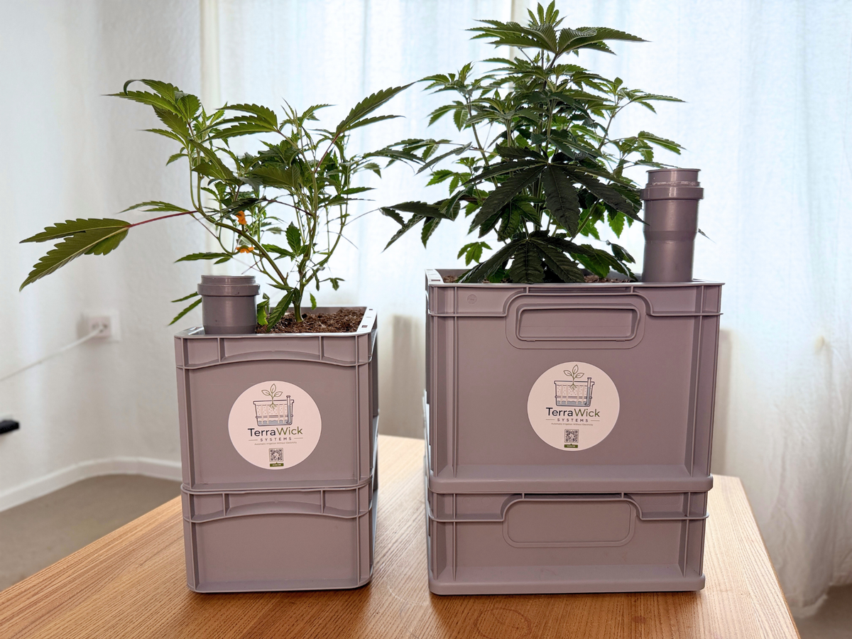 TerraWick® Large