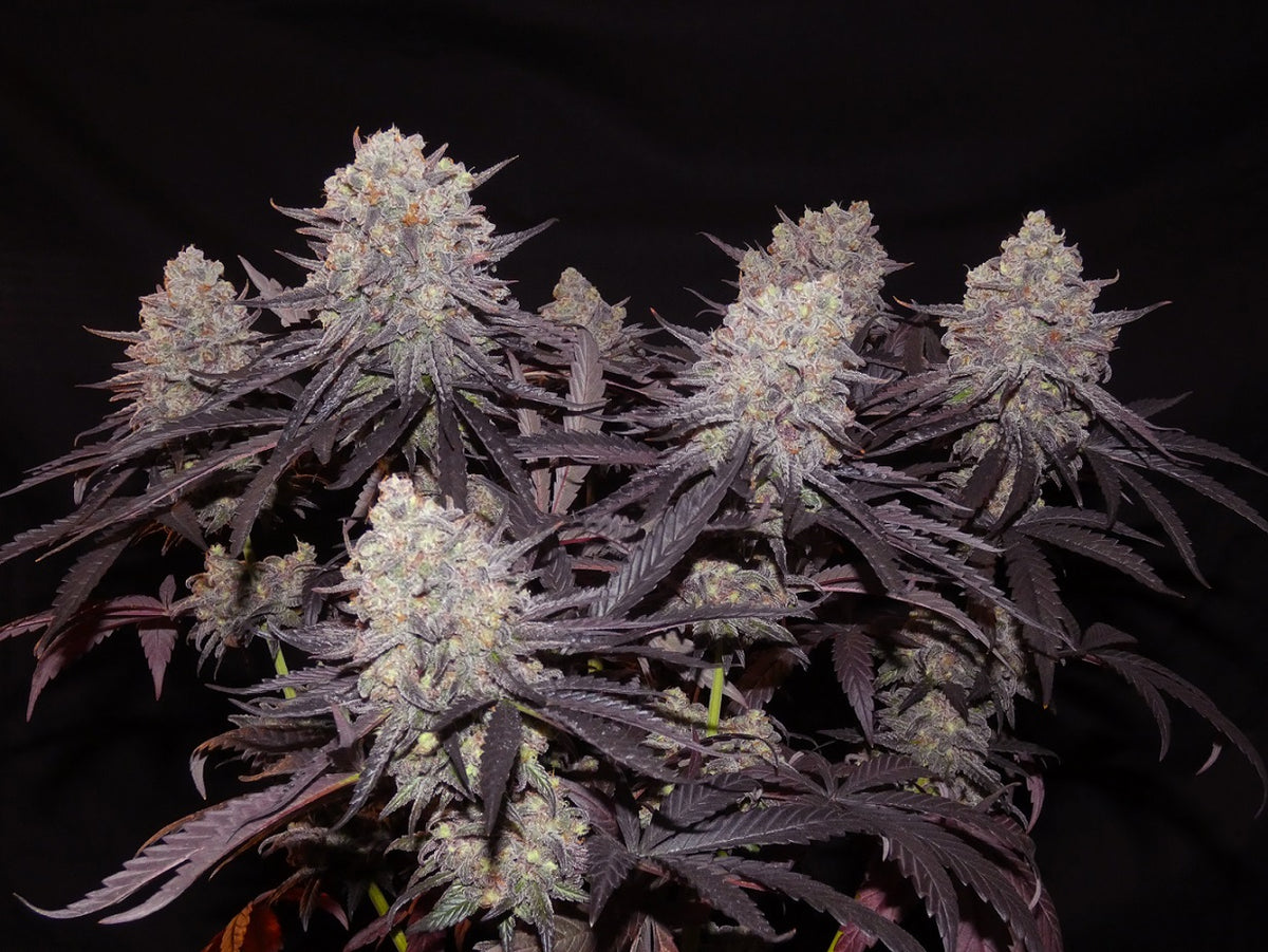 Aladdin Kush (fem)