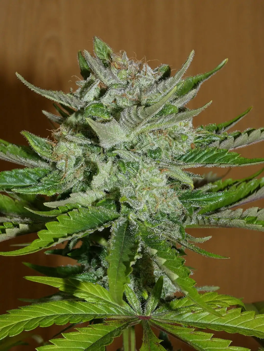 Balkh Hash Plant (reg)