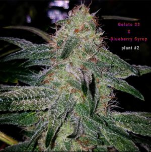 Rainbow Flame #8 x Blueberry Syrup