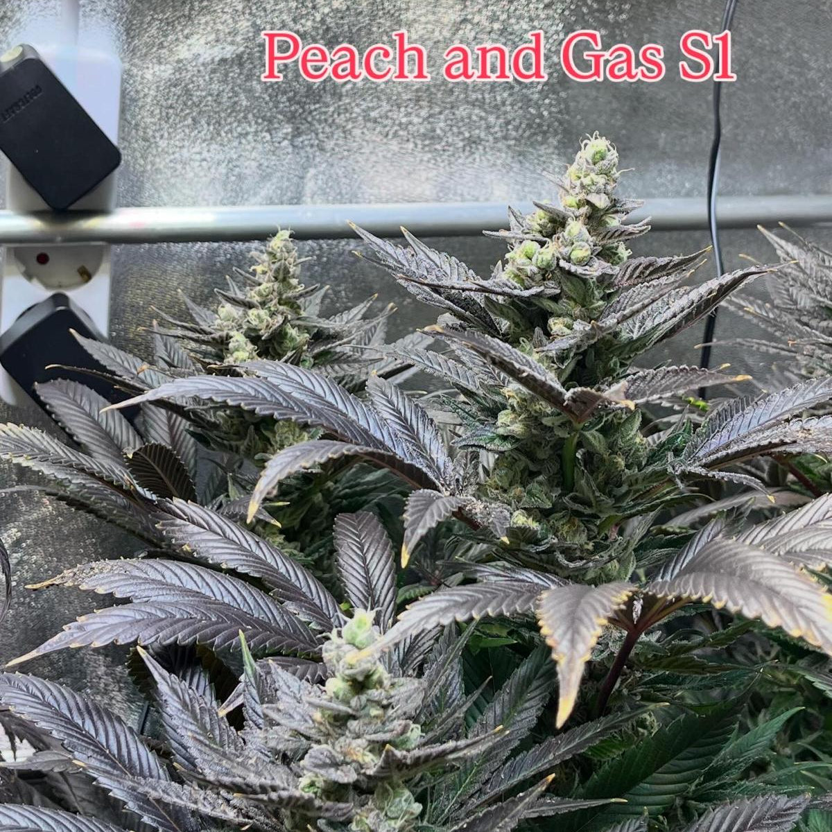 Peach and Gas S1 (feminisiert)