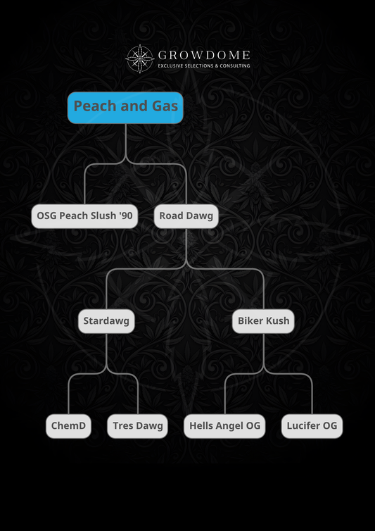 Peach and Gas S1 (feminisiert)