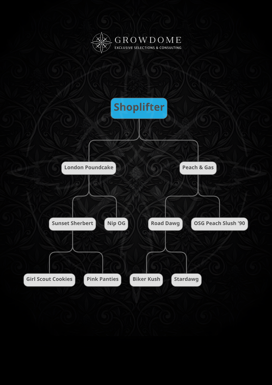Shoplifter (regulär)