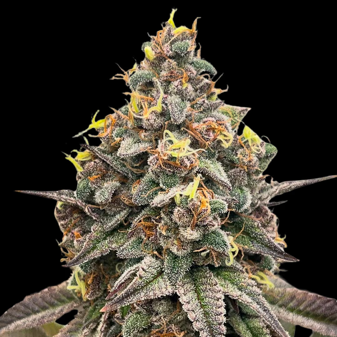 Orange Runtz Cake 2.0 (feminized)