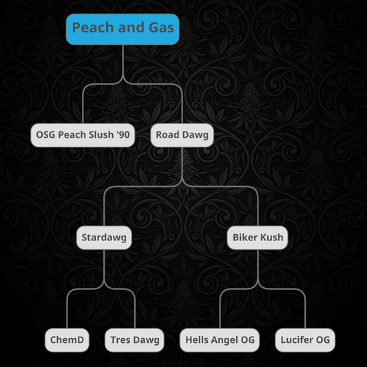 Peach and Gas #8 (feminisiert)