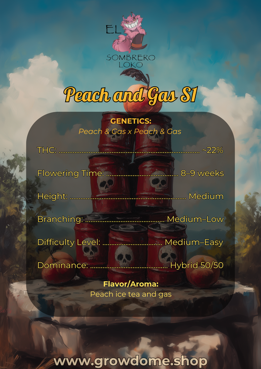 Peach and Gas S1 (feminisiert)