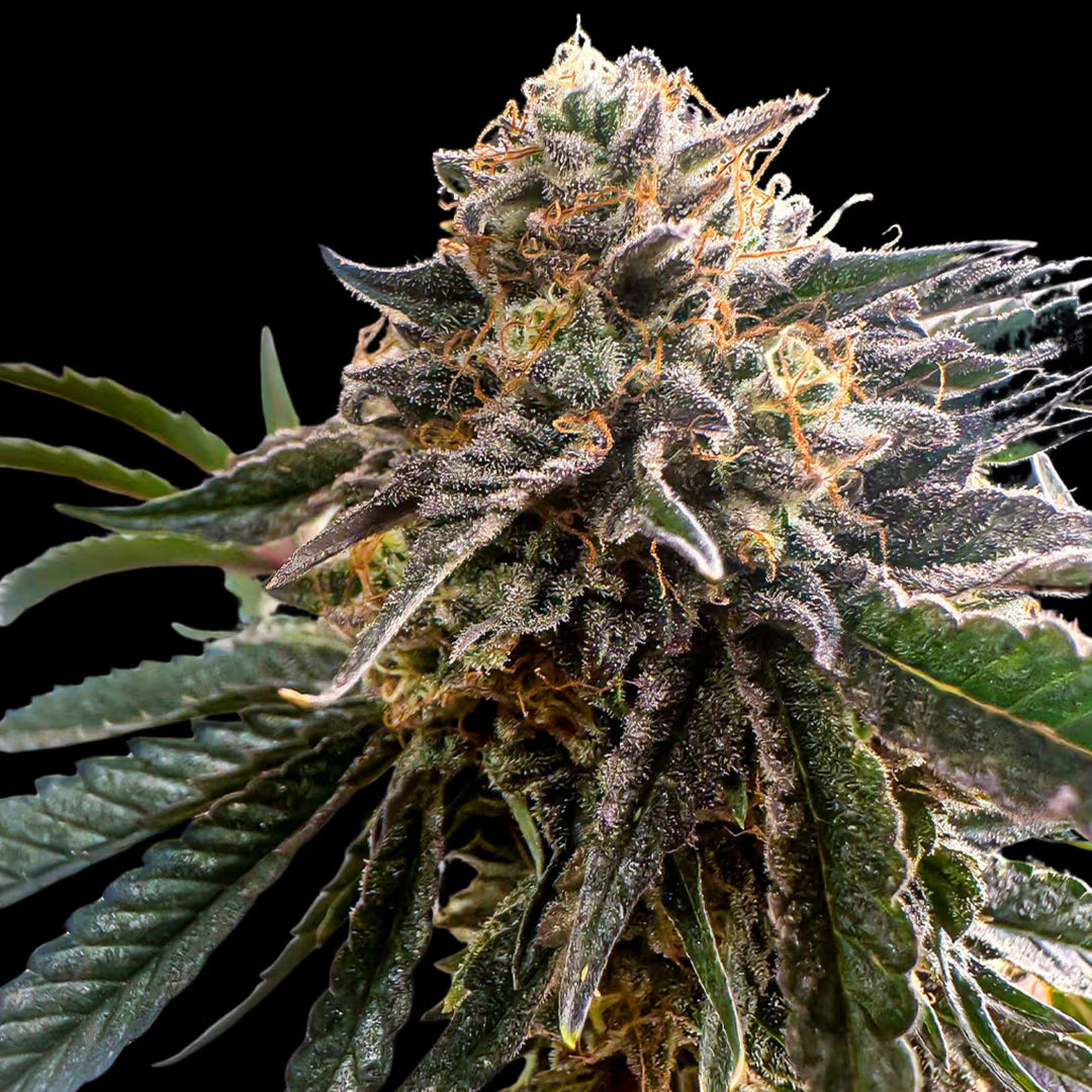 Pink Waferz 2.0 (fem)