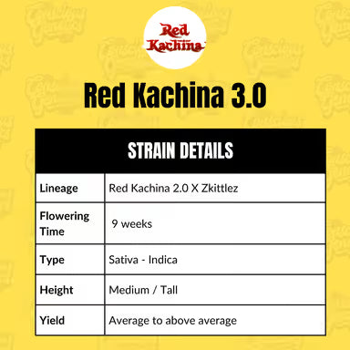 Red Kachina 3.0 (fem)