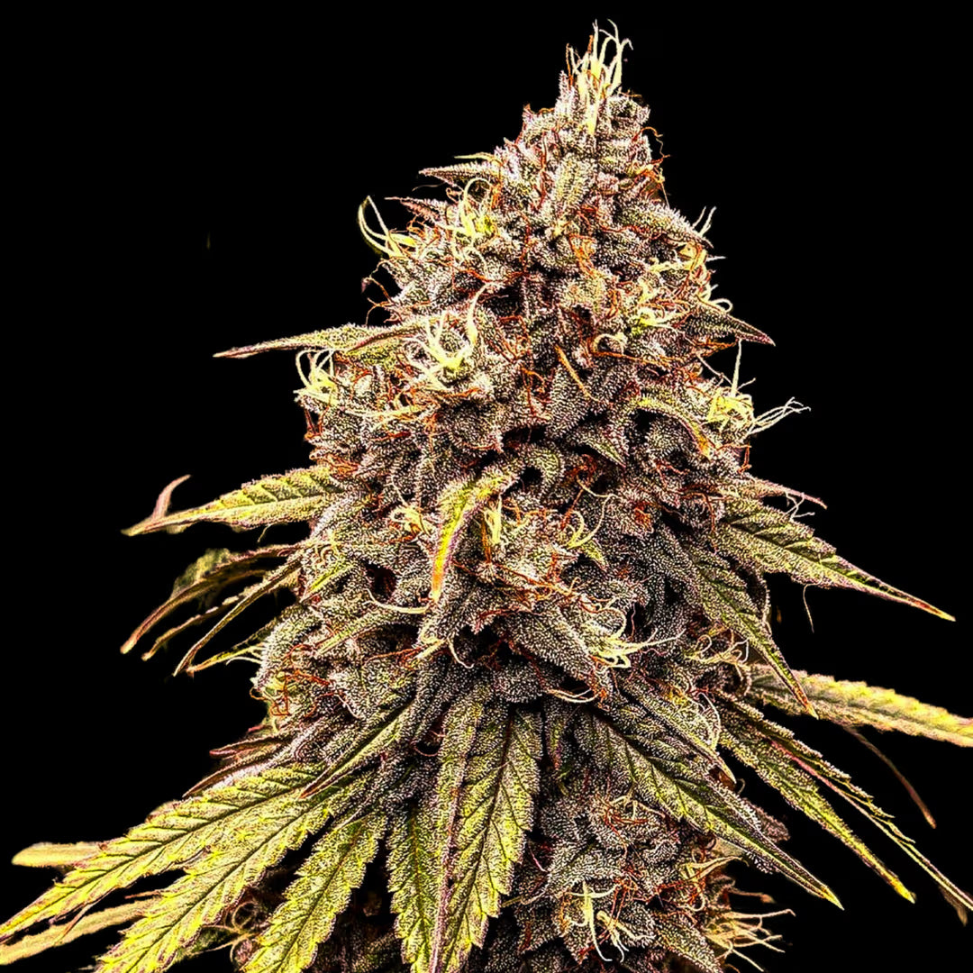 Zapplewoodz (fem)