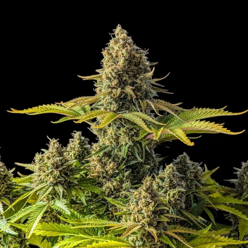 Alien Cheddar Mintz© Mutant Reg