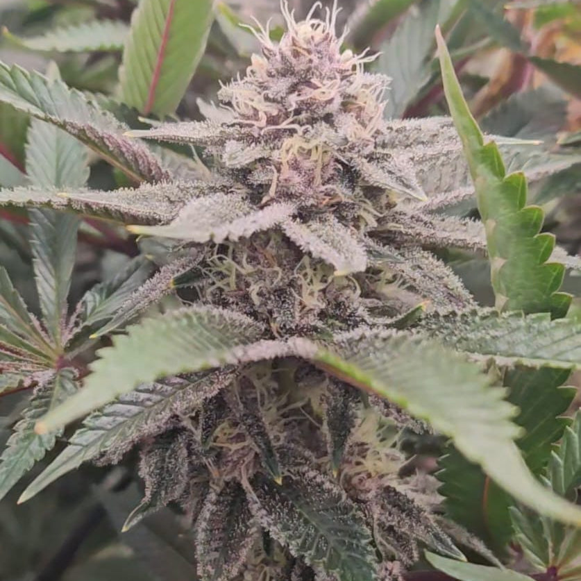 Frosted Cherry