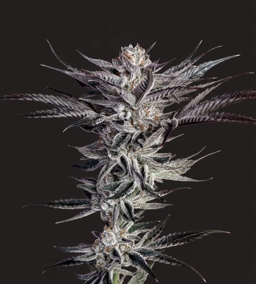 Hoodwink *LIMITED (fem)
