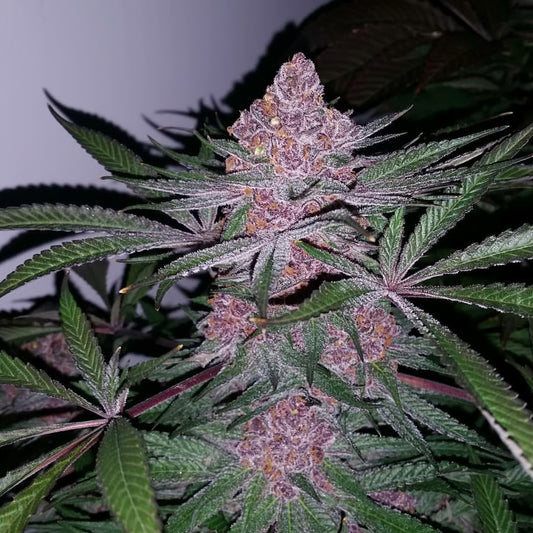 Patient Zero (regulär)