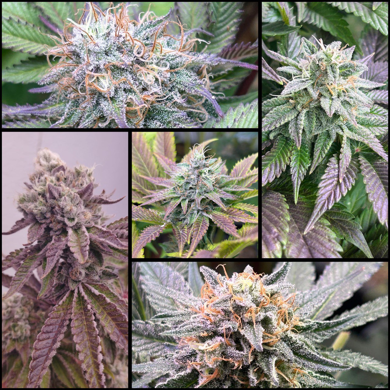 El Sombrero Loko Seeds