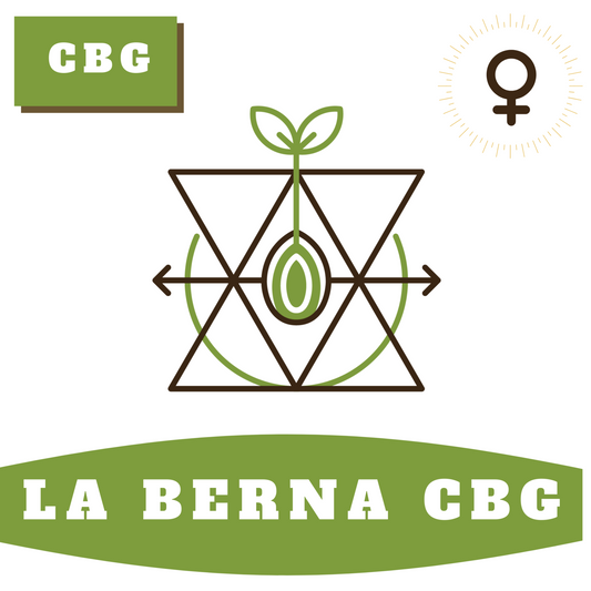 La Berna CBG (feminisiert)