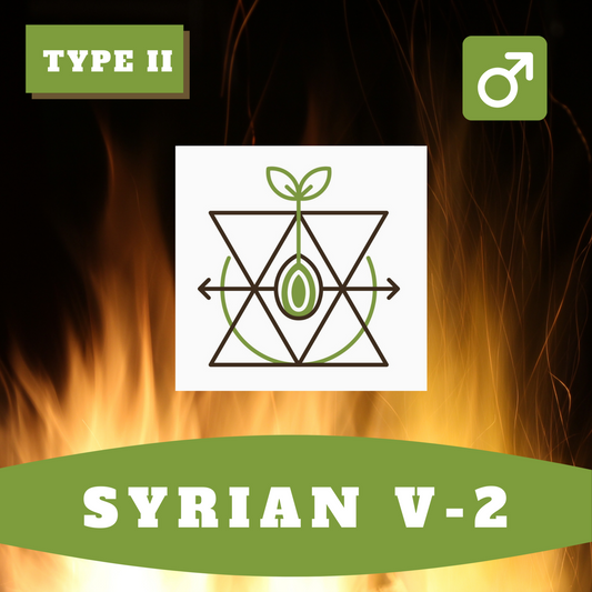 Syrian V2 (regular)