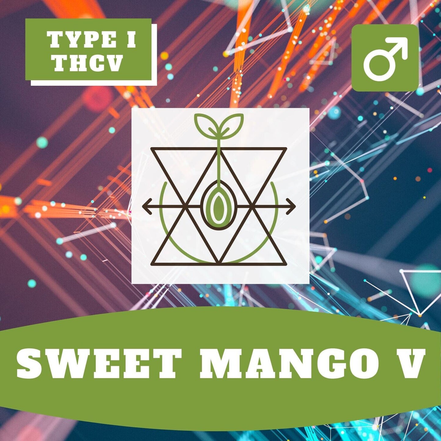 Sweet Mango V (regular)