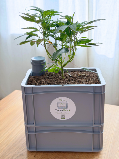 TerraWick® Small