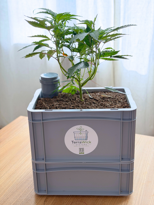 TerraWick® Small