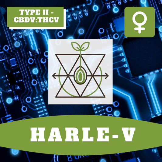 Harle-V (feminisiert)