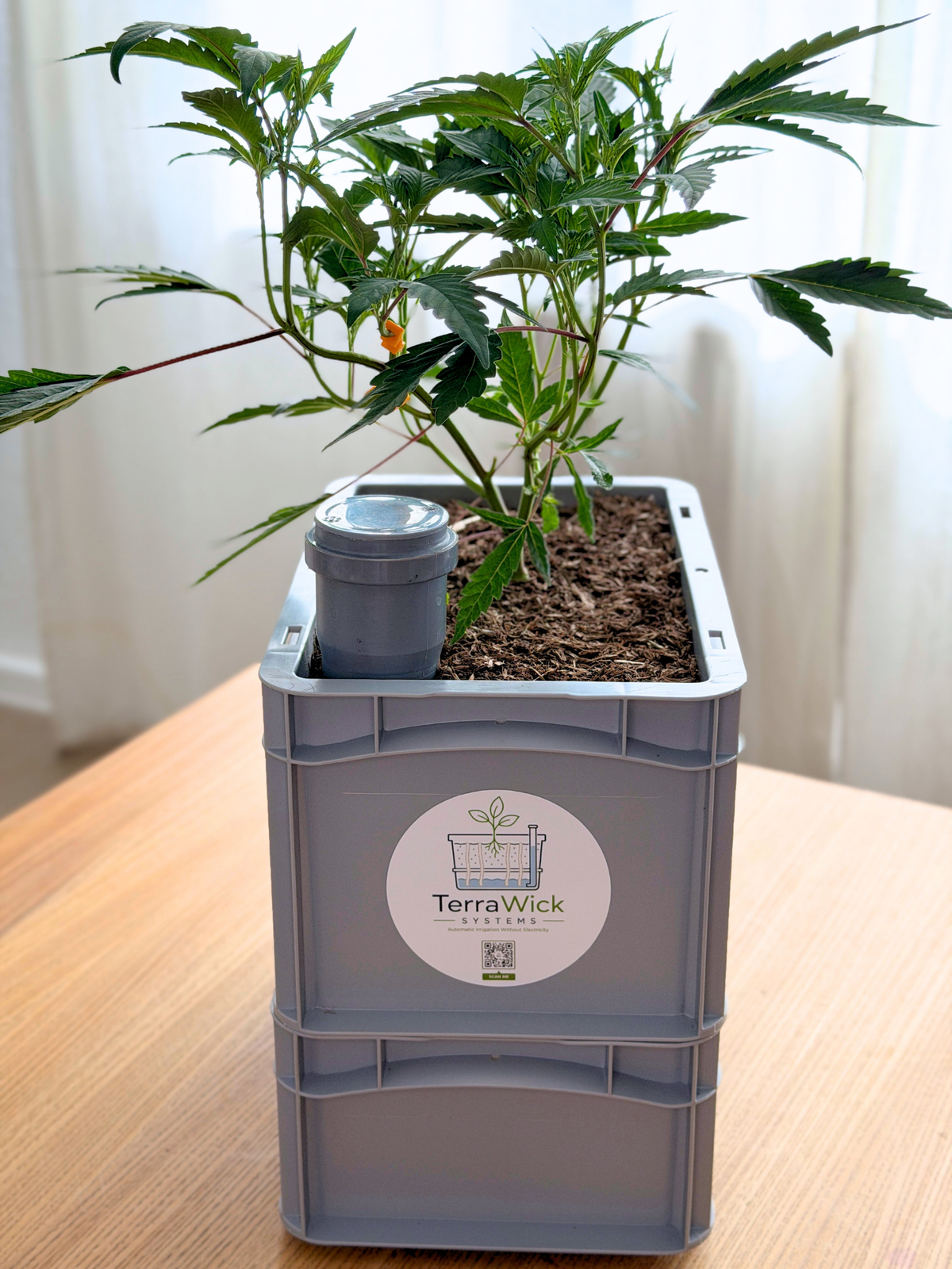 TerraWick® Small