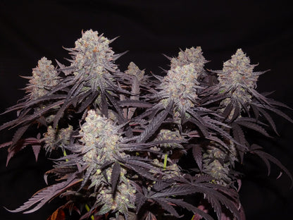Aladdin Kush (fem)