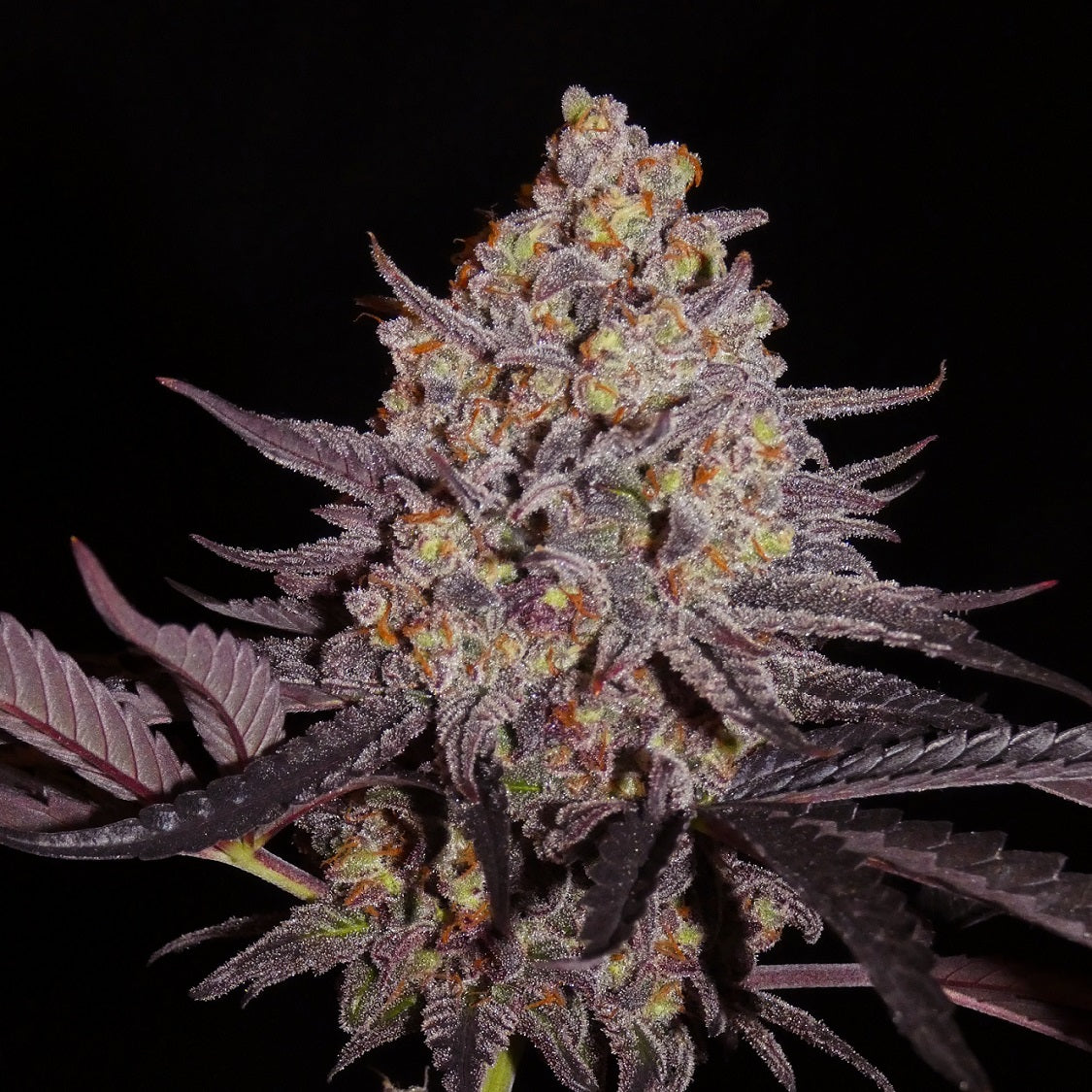 Aladdin Kush (fem)
