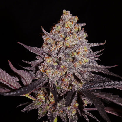 Aladdin Kush (fem)