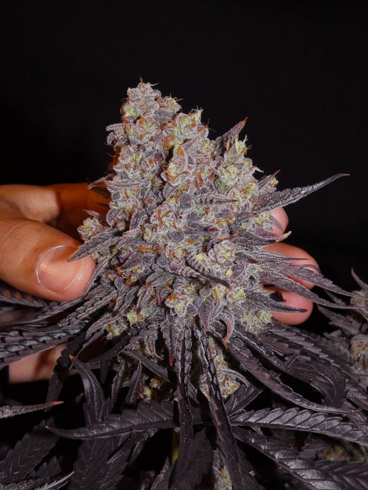 Aladdin Kush (fem)