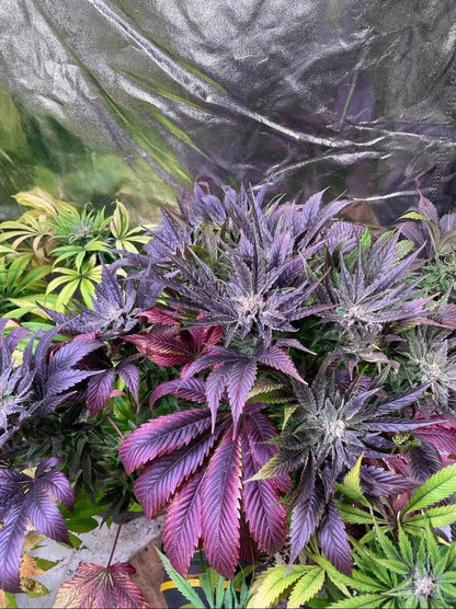 Balkh Hash Plant (reg)