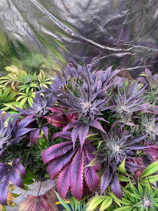 Balkh Hash Plant (reg)