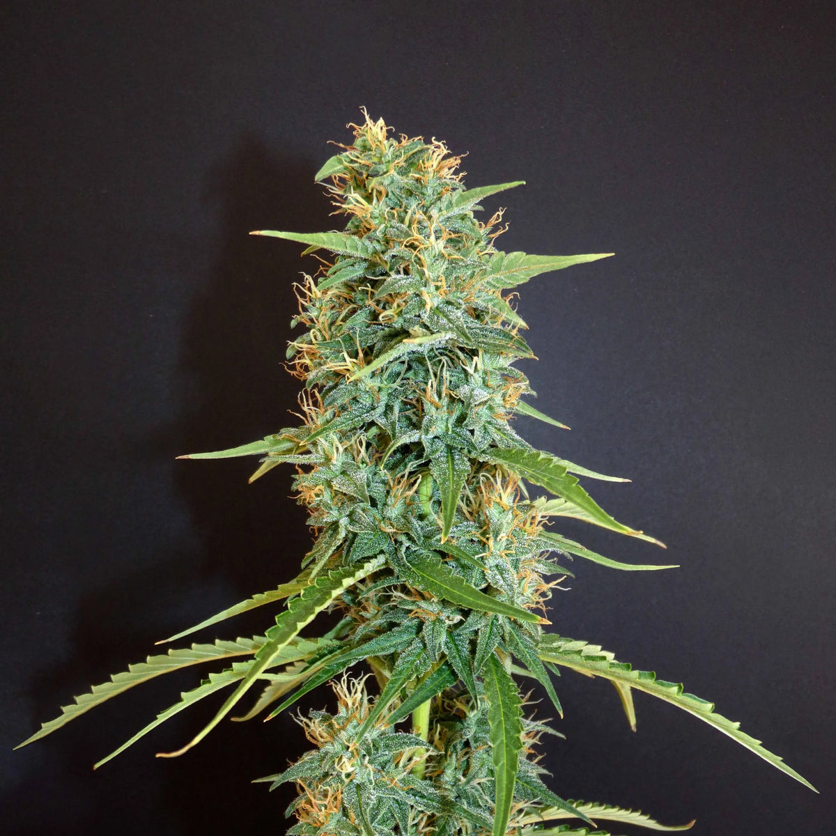 Moroccan Beldia (reg)