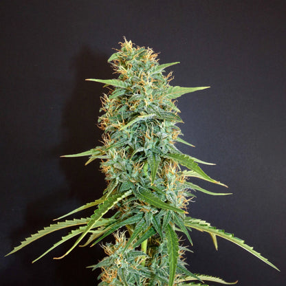 Moroccan Beldia (reg)