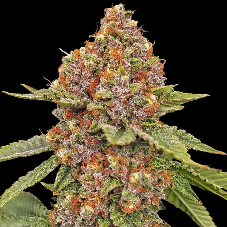 Blood Diamonds 2.0 (fem)