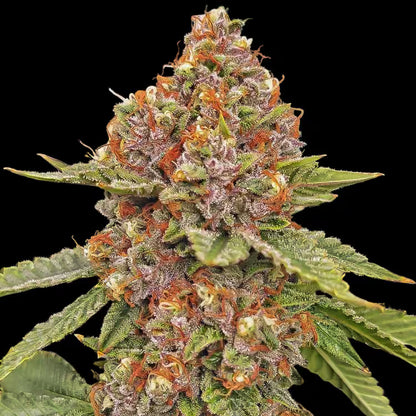 Blood Diamonds 2.0 (fem)