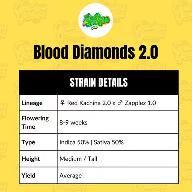 Blood Diamonds 2.0 (fem)