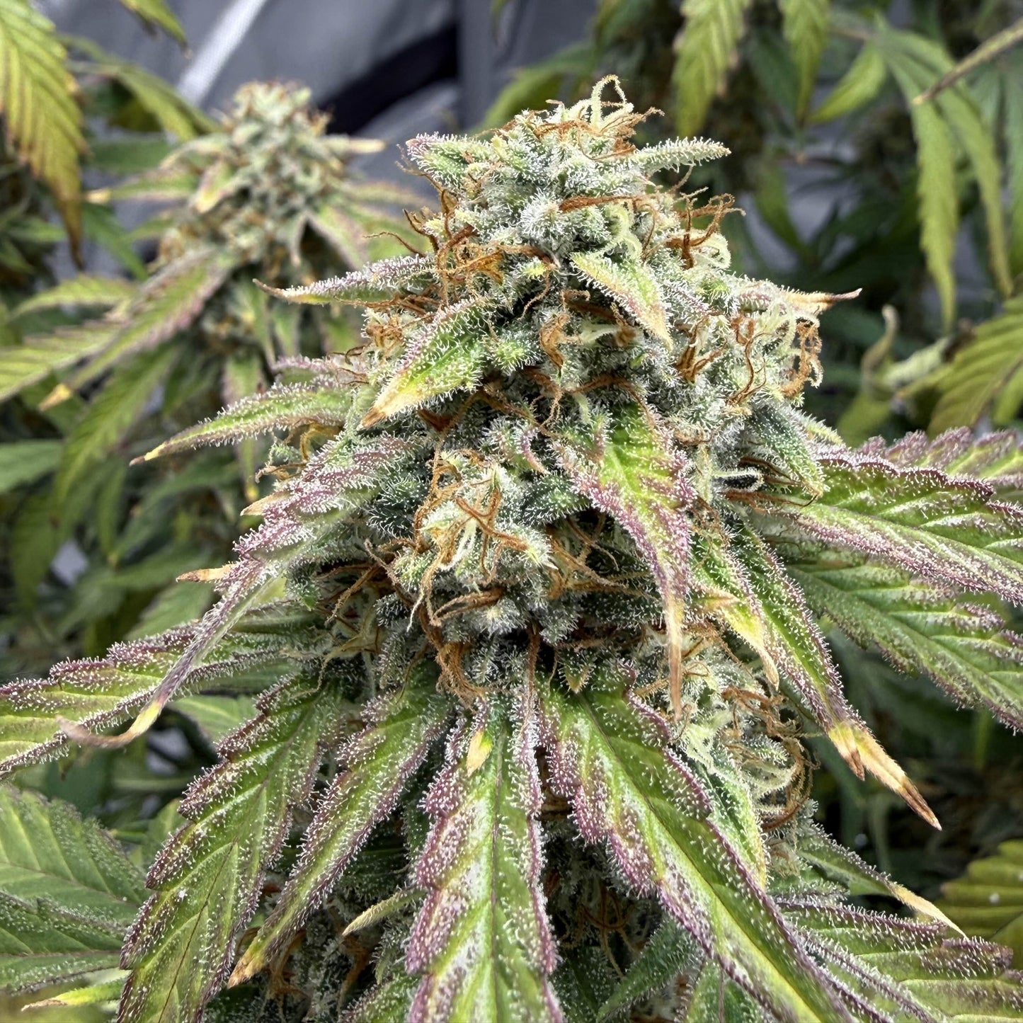 Christophers Delight (Autoflowering)