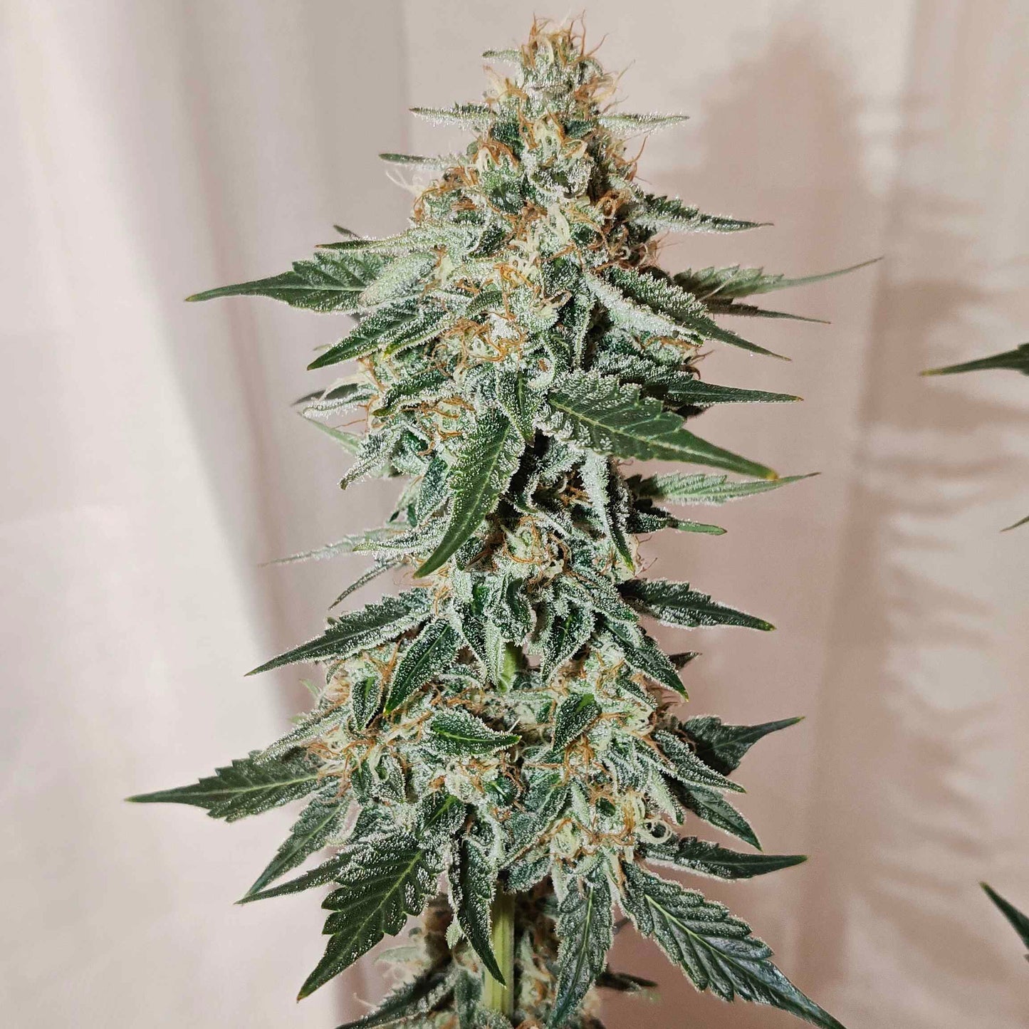 Christophers Delight (Autoflowering)