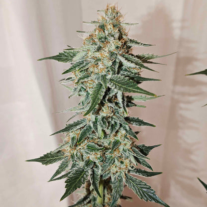 Christophers Delight (Autoflowering)