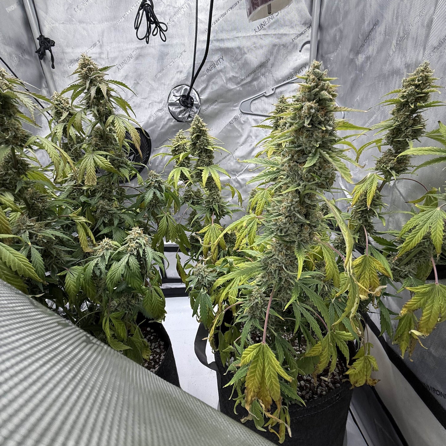 Christophers Delight (Autoflowering)