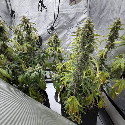 Christophers Delight (Autoflowering)