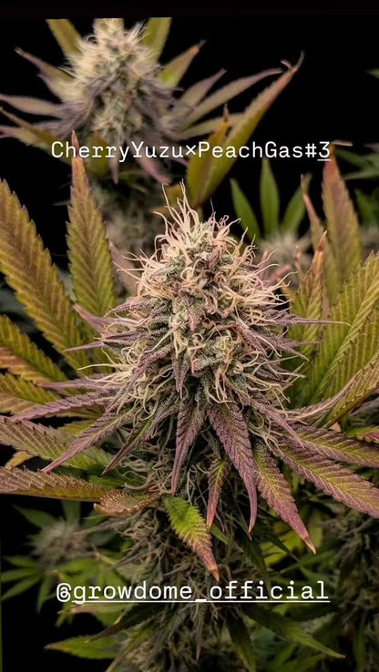 鬼柚子 - Shishi Yuzu (fem)