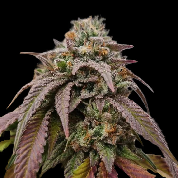 Chronic Kush F2 (reg)