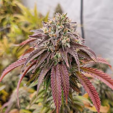 Chronic Kush F2 (reg)