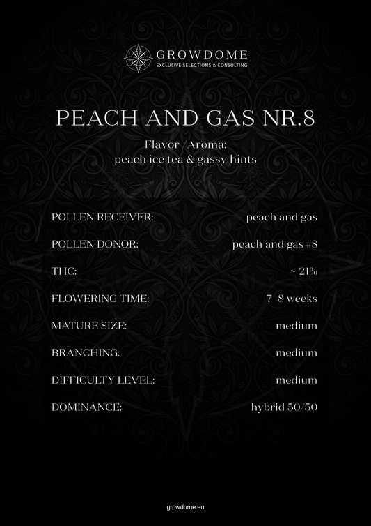 Peach and Gas #8 (feminisiert)