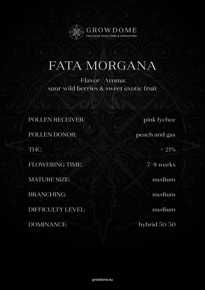 Fata Morgana (feminisiert)