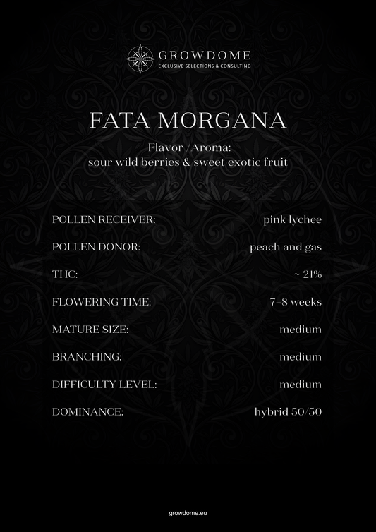Fata Morgana (feminisiert)