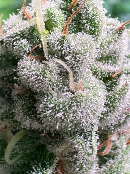 Jungle Jimmy (feminisiert)