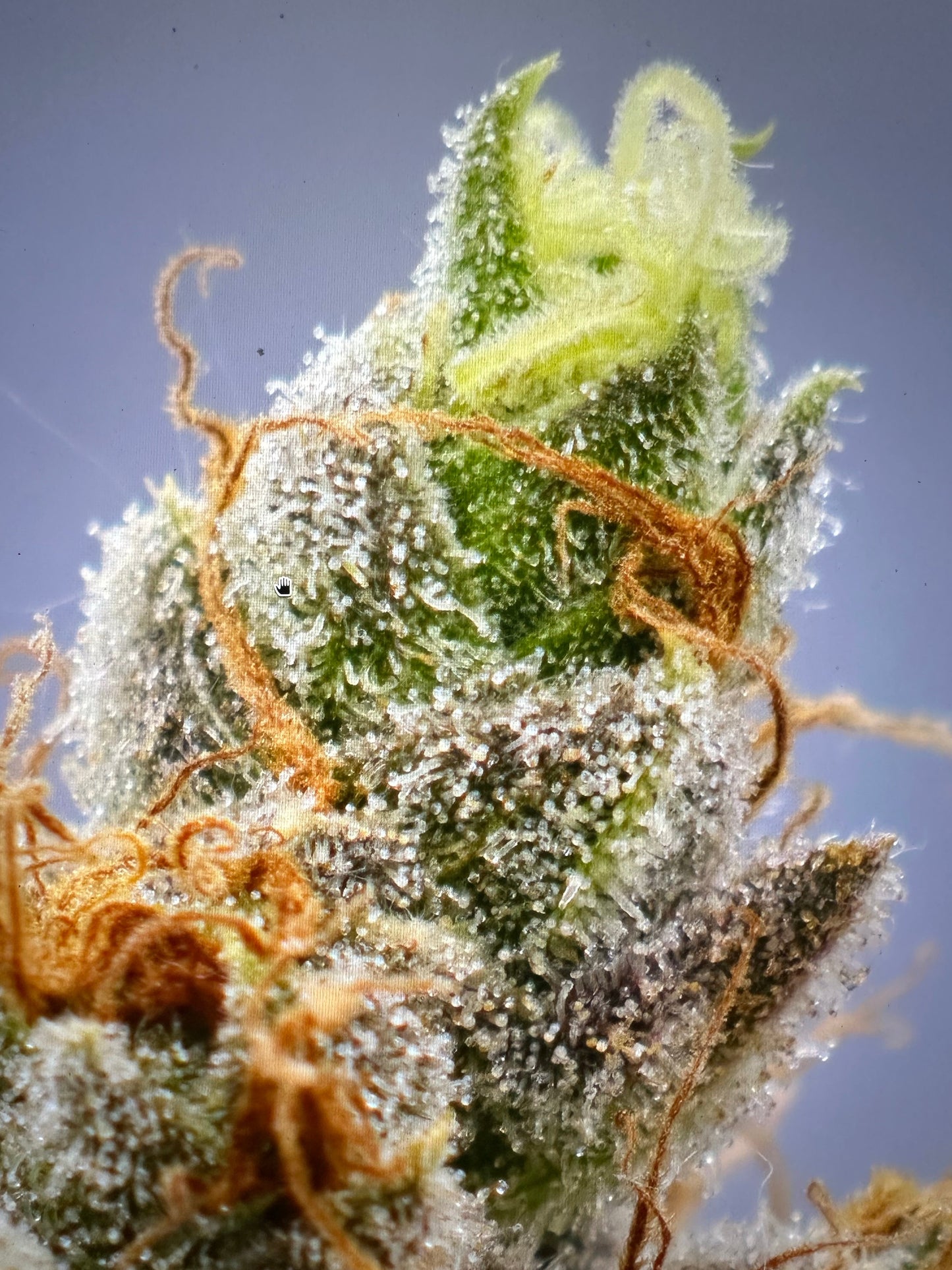 Kashmir Pine