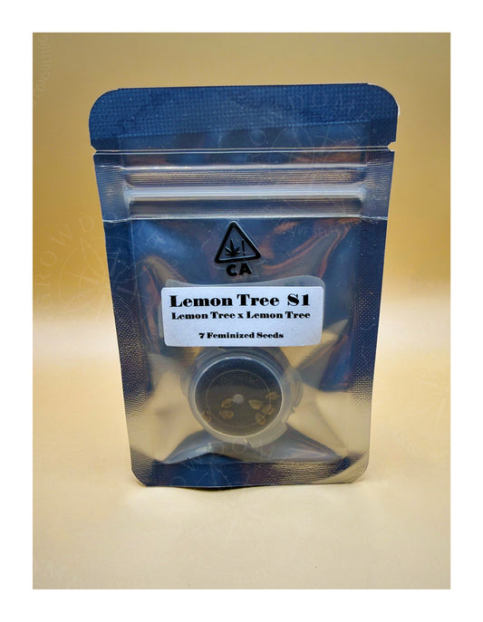 Lemon Tree S1 (feminisiert)